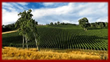 Barossa Valley Wine Indulgence