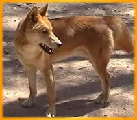 The Red Dog, Australia Outback Tours, Outback Australia Adventures, Outback Tours, Adventure Australia, Australia Tours, Red Centre, Ayers Rock, Kangaroo Island, Barossa Valley, Coober Pedy, Uluru, 4WD Tours, German Guide